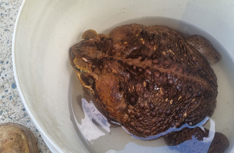 Cane toad dubbed ''Toadzilla'' and believed by Australian park rangers to be the world's biggest toad is seen in a weighing bucket, in Airlie Beach, Queensland, Australia January 16, 2023. (credit: QUEENSLAND DEPARTMENT OF ENVIRONMENT AND SCIENCE/HANDOUT VIA REUTERS)