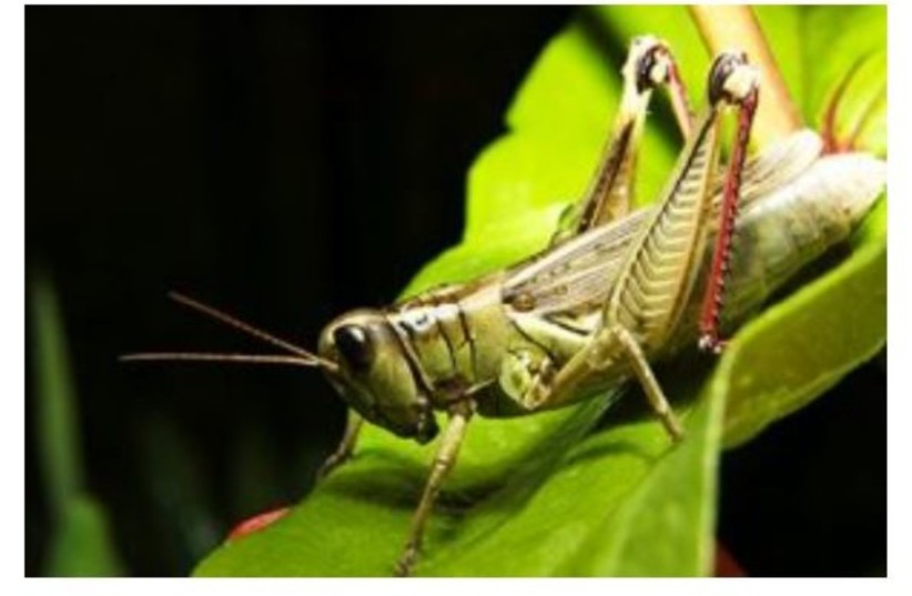  An ultra-low power collision detector, based on insects such as the locust seen here, can detect potential crashes, even in the dark. (photo credit: Malachi Jacobs/SHUTTERSTOCK)
