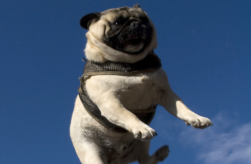  A pug dog soars through the air in this illustrative photo. Just 99 more of these would be the diameter of one of these asteroids. (credit: Jill Watson/Flickr)