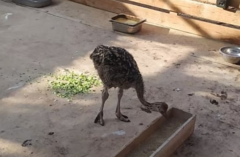  Franco as a young ostrich. (credit: ISRAEL NATURE AND PARKS AUTHORITY via Walla!)
