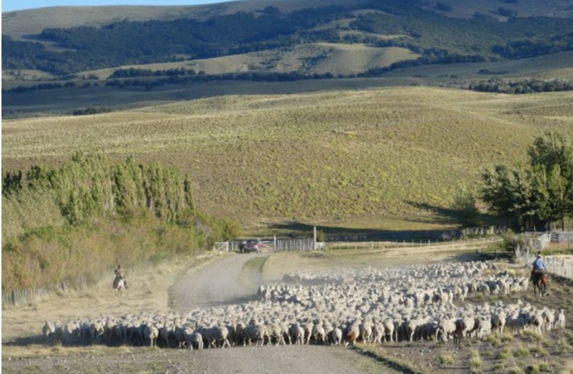  Sheep grazing in Patagonia, Argentina. (photo credit: Sergio Velasco Ayuso)