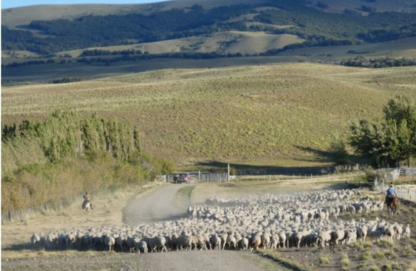 Grazing animals on desert land can help the environment - Israeli study - Vimarsana News