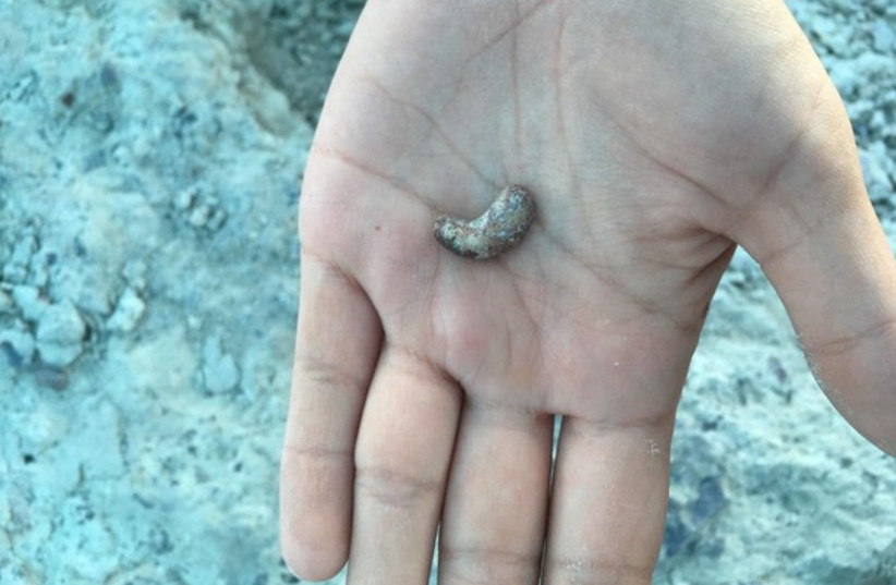   A coprolite (fossilized poop) collected from Thunderstorm Ridge (photo credit: Ben T Kligman)
