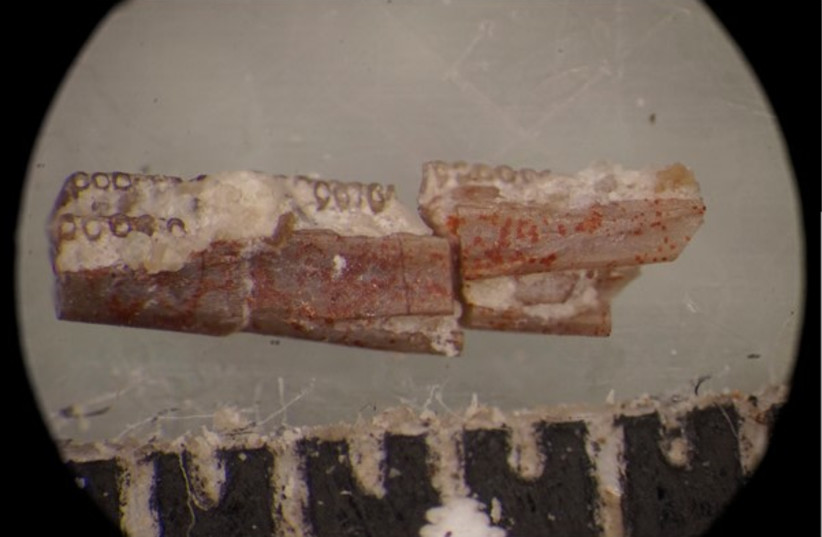   Microscopic photograph of a lower jaw from Funcusvermis gilmorei soon after it was recovered during microscopic sorting of sediment from the Thunderstorm Ridge fossil site in the Petrified Forest National Park Paleontology Lab (credit: Ben T Kligman)