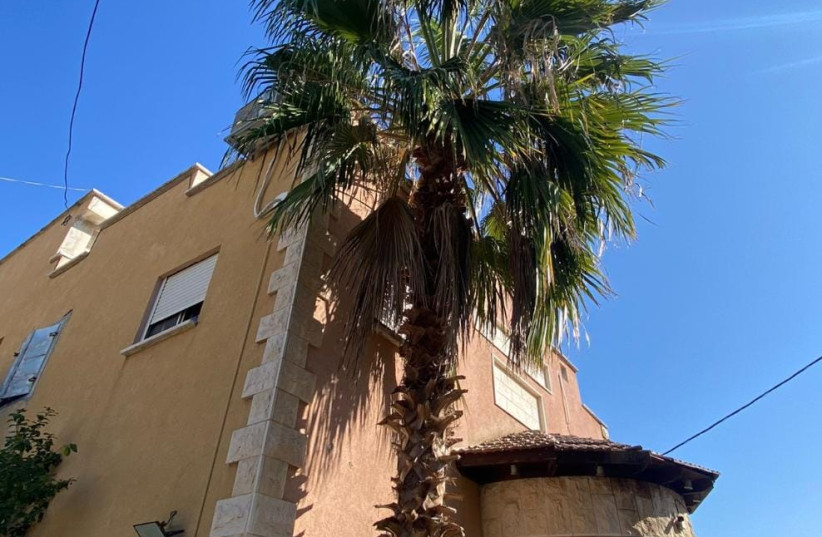  Palm tree in Shfaram were a hidden illegal gun was found by the police. (credit: ISRAEL POLICE SPOKESPERSON'S UNIT)