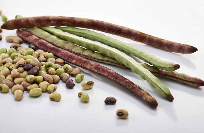 Israeli seeds company redesigns black-eyed peas for mechanized harvest - Vimarsana News
