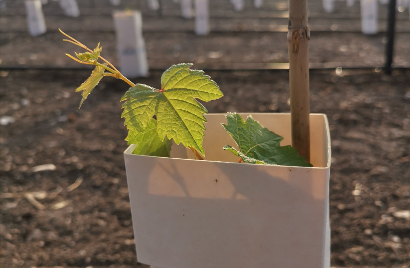  THE GOLAN Heights Winery founded its own propagation block and nursery. (credit: NOA MAOZ)