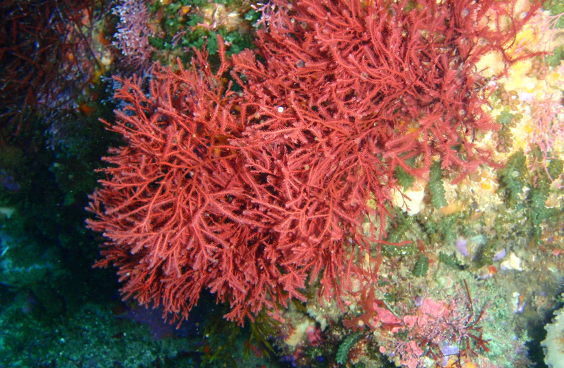  Red algae. (credit: Wikimedia Commons)
