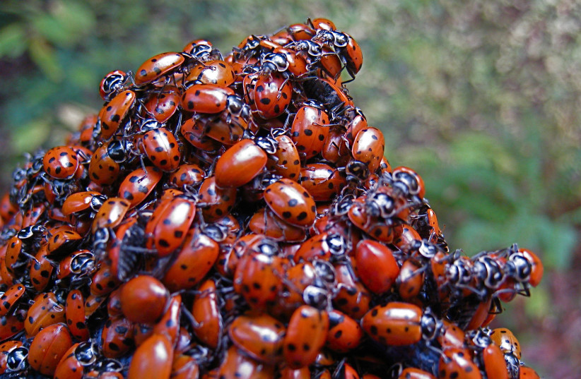  A pile of ladybugs (illustrative). (photo credit: Steve Jurvetson/Flickr)