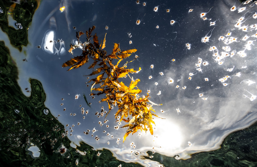  Sea butterflies. (credit: OMRI YOSEF OMESSI/ISRAEL NATURE AND PARKS AUTHORITY)