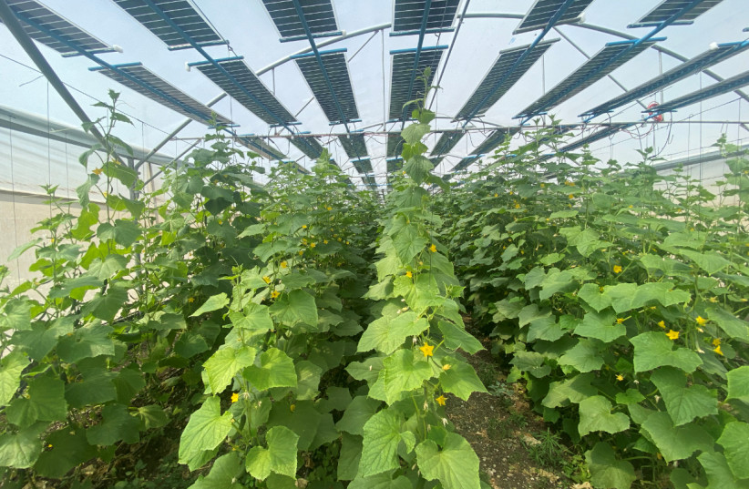  The REGACE system provides affordable clean energy combining optimum crop conditions with significant energy generation. (photo credit: Trisolar)