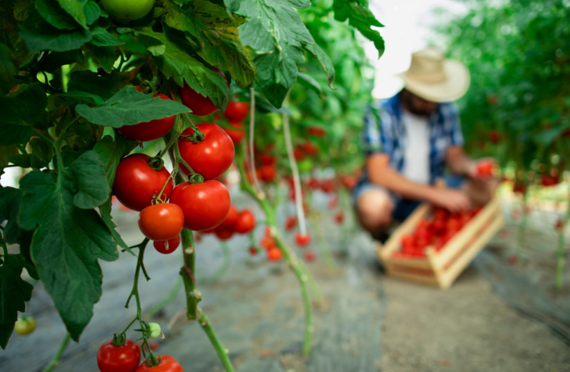  Tomatoes (credit: Trisolar)