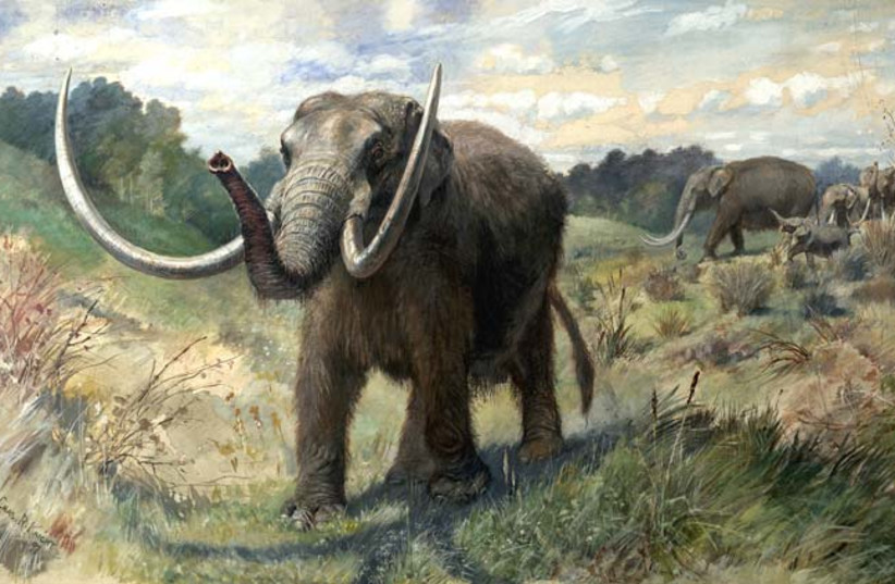 Restoration of an American mastodon herd by Charles R. Knight (credit: CHARLES R. KNIGHT/PUBLIC DOMAIN/VIA WIKIMEDIA COMMONS)