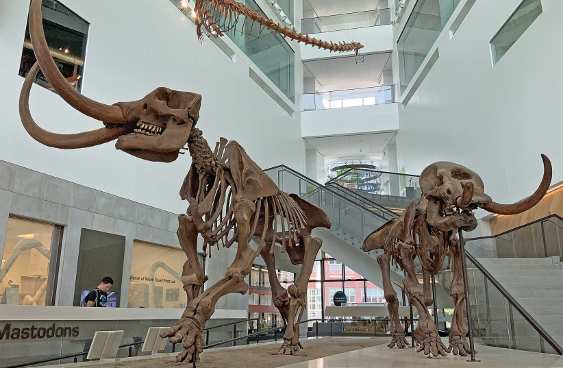 Male and female American mastodon (Mammut americanum) skeletons (photo credit: WOLFMANSF/CC BY-SA 4.0 (https://creativecommons.org/licenses/by-sa/4.0)/VIA WIKIMEDIA COMMONS)