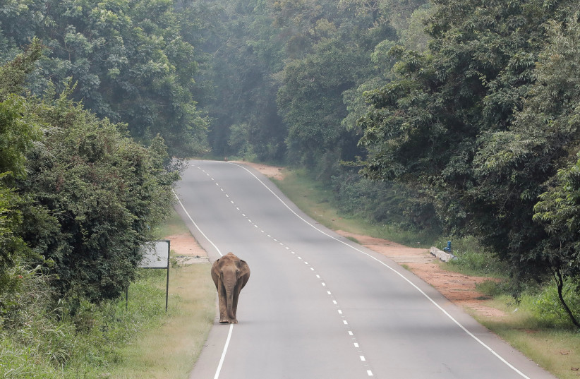  A wild elephant walks along the Trincomalee road in Habarana, Sri Lanka (photo credit: REUTERS)