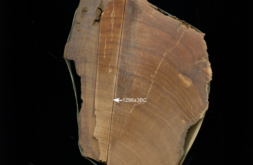  Wood sample GOR77, recovered from the site of Gordion in central Anatolia GOR-77, showing sampling area scan. (credit: CORNELL TREE RING LABORATORY)