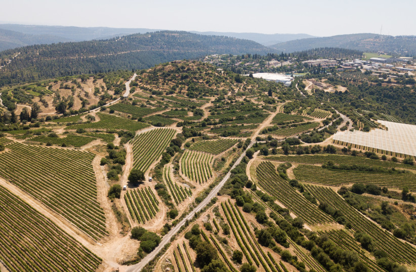  CASTEL’S high-elevation vineyard at Tzuba in the Judean Hills.  (credit: ELAD BRAMI)