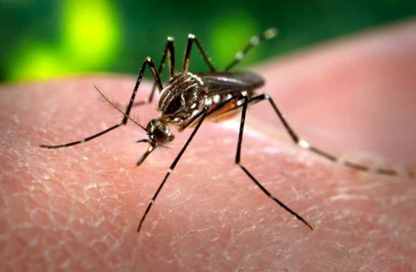 Aedes aegypti mosquito feeding on a human (photo credit: JAMES GATHANY/PUBLIC DOMAIN/VIA WIKIMEDIA COMMONS)