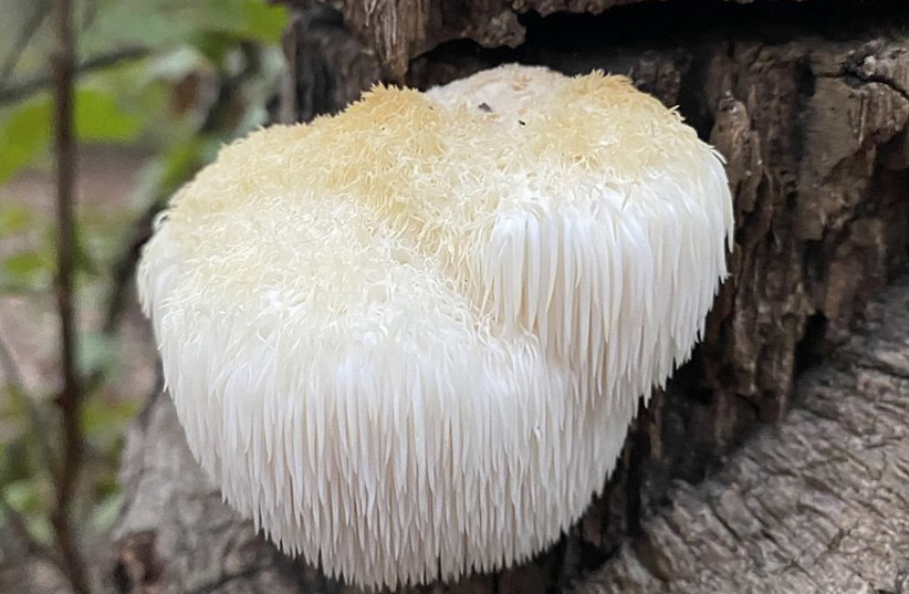  Lion's mane mushroom (Illustrative). (photo credit: Wikimedia Commons)