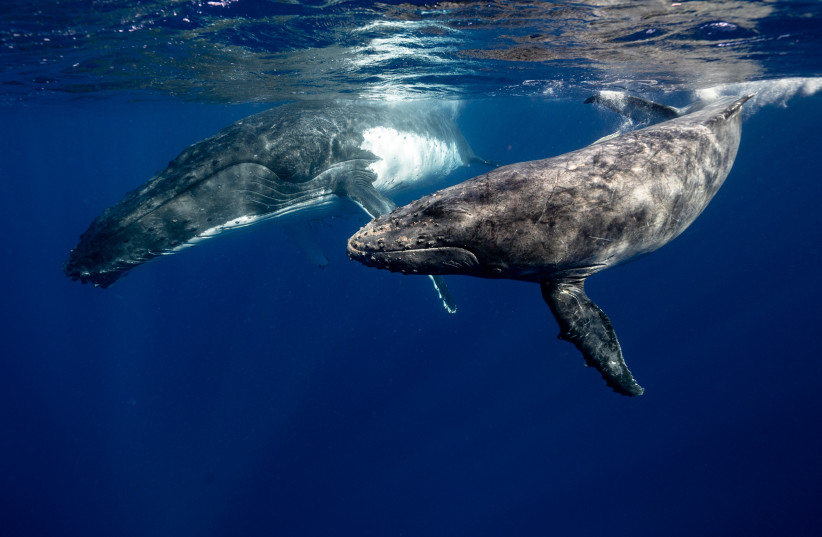  Whales swimming together under the water (credit: PEXELS)