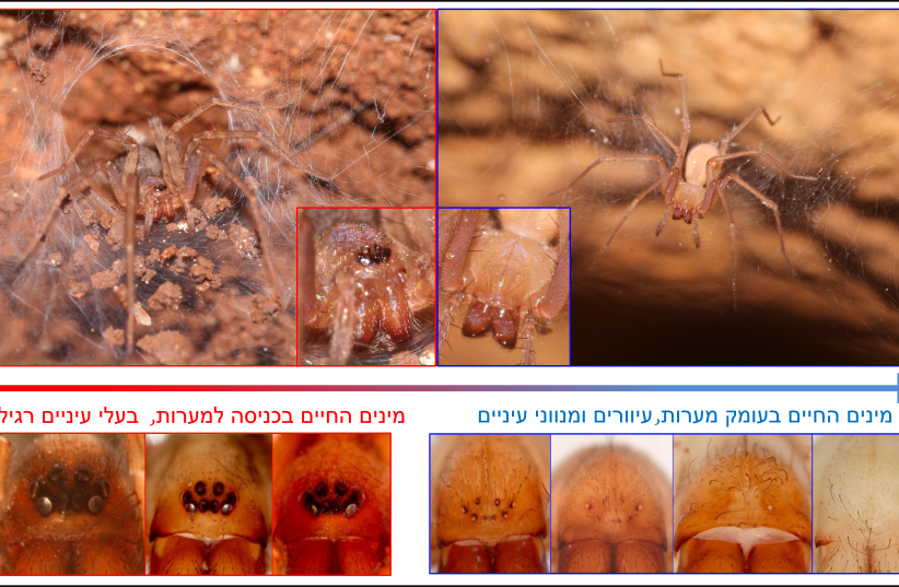  Spiders found in caves. Those in red on left side show spiders found at entrances to caves, with normal eyes. Those on right side show blind spiders found deep inside caves. (photo credit: Hebrew U. doctoral student Shlomi Aharon and Dr. Efrat Gavish-Regev)