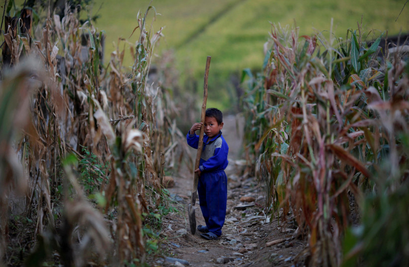  FILE PHOTO: A North Korean boy holds a spade in a corn field in area damaged by floods and typhoons in the Soksa-Ri collective farm in the South Hwanghae province September 29, 2011. (photo credit: REUTERS/DAMIR SAGOLJ/FILE PHOTO)