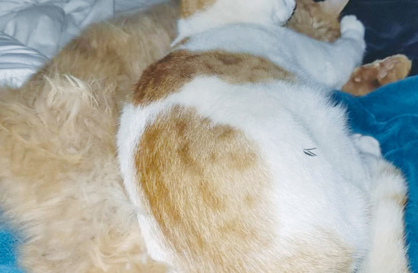 Stray cats flock Israel's streets - it's up to us to take care of them - Vimarsana News