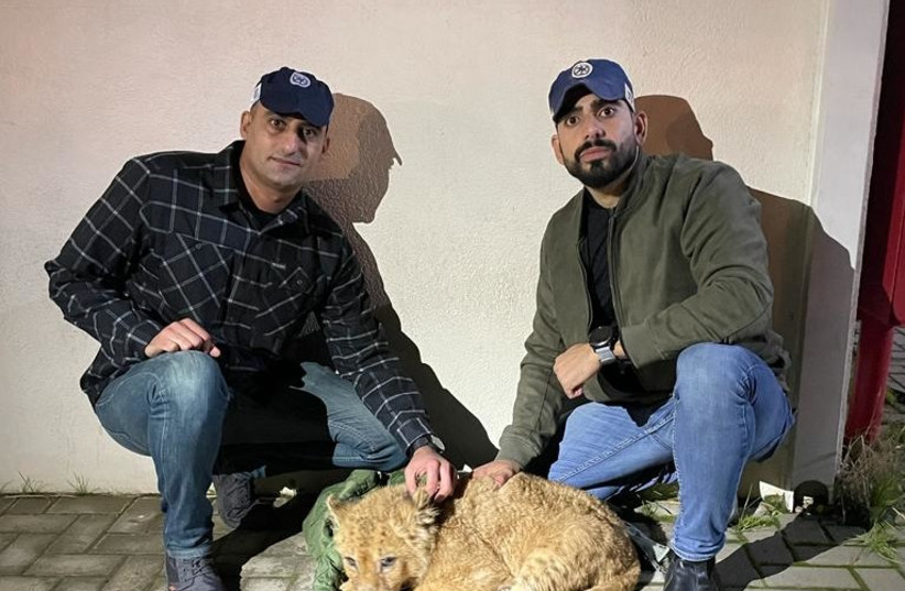  Abu Malek the lion cub is found in an apartment in the center of Israel. (credit: ISRAEL POLICE SPOKESPERSON'S UNIT)
