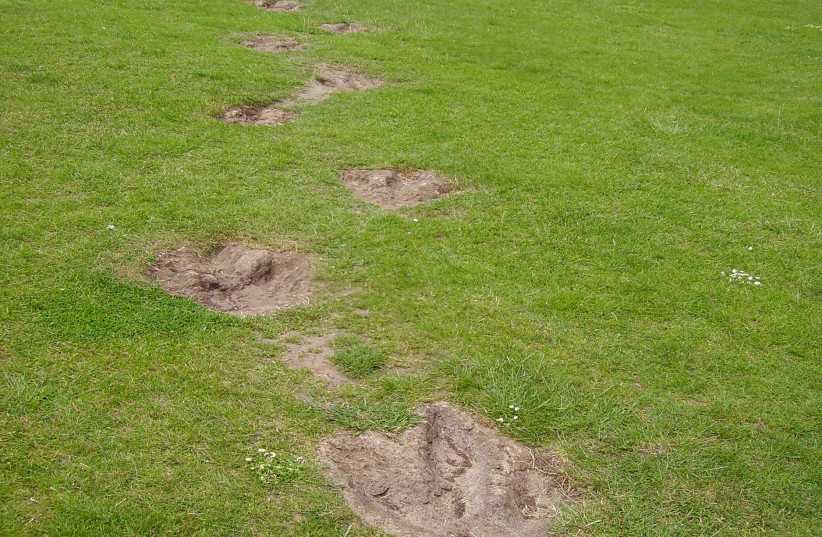 Replica of theropod footprints attributed to Megalosaurus (photo credit: BALLISTA/CC BY-SA 3.0 (http://creativecommons.org/licenses/by-sa/3.0/)/VIA WIKIMEDIA COMMONS)
