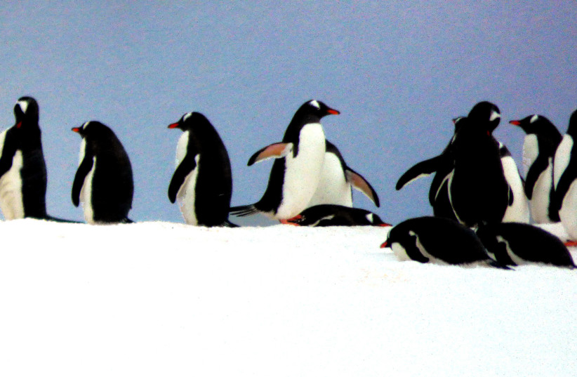  THE SOUTH SHETLANDS’ penguin colonies. (credit: MANOS ANGELAKIS)