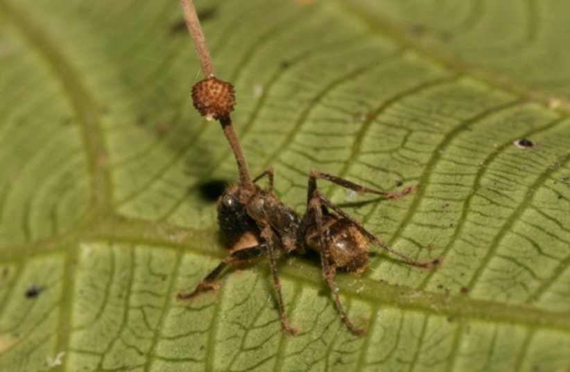  Ant infected by Ophiocordyceps unilateralis fungus (photo credit: Wikimedia Commons)