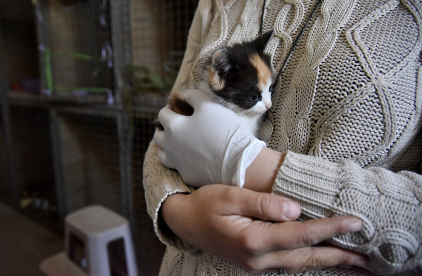  A volunteer holds a cat at the animal shelter "Home of rescued animals", where they have cats and dogs rescued from Kharkiv and Mykolayiv, as Russia's attack on Ukraine continues, in Lviv, Ukraine, May 5, 2022 (photo credit: REUTERS/PAVLO PALAMARCHUK)