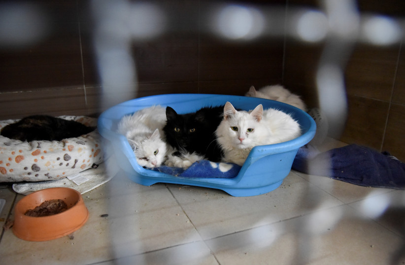  Cats rescued from Kharkiv and Mykolayiv rest at the animal shelter ''Home of rescued animals'', as Russia's attack on Ukraine continues, in Lviv, Ukraine, May 5, 2022.  (credit: REUTERS/PAVLO PALAMARCHUK)
