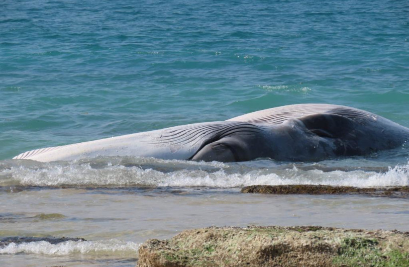  A dead fin whale is seen washing up ashore on Israel's Zikim Beach, on February 20, 2023. (photo credit: Evyatar Ben-Avi/Nature and Parks Authority)