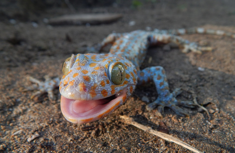 Image of a Gecko. (photo credit: VIA WIKIMEDIA COMMONS)
