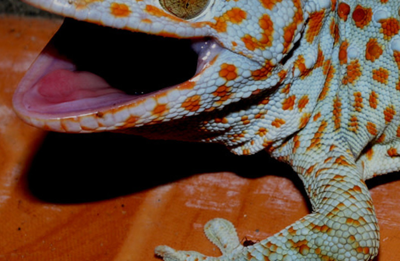  Tokay Gecko from East Timor. (credit: NICK HOBGOOD via WIKIMEDIA COMMONS)