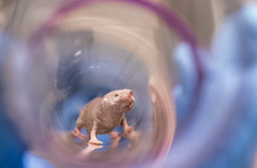 A naked mole-rat (Heterocephalus glaber) female (photo credit: UPMC)