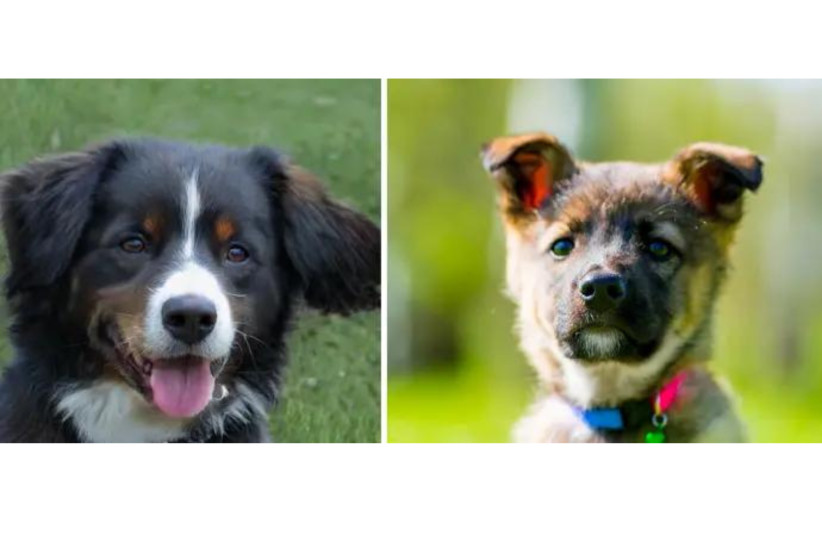  Which of these dogs was created by artificial intelligence? (photo credit: MAARIV/NVIDIA)