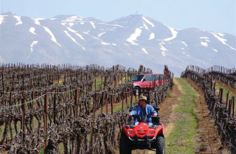  THE VINEYARDS in the northern Golan, in the shadow of snow-covered Mount Hermon, rise up to an elevation of 1,200 meters.  (credit: GOLAN HEIGHTS WINERY)