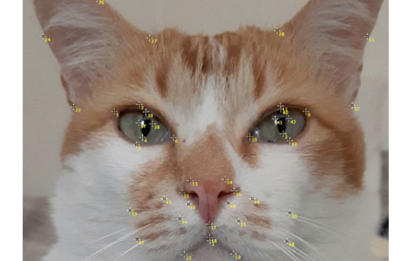Want to know if your cat is in pain? Israeli researchers can tell you how - Vimarsana News