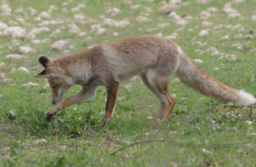  A fox going hunting in Israel. (credit: AMIR BALABAN/SOCIETY FOR THE PROTECTION OF NATURE IN ISRAEL)