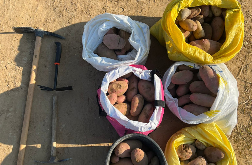 Stolen potato sacks that were recovered by the police. (credit: ISRAEL POLICE SPOKESPERSON'S UNIT)