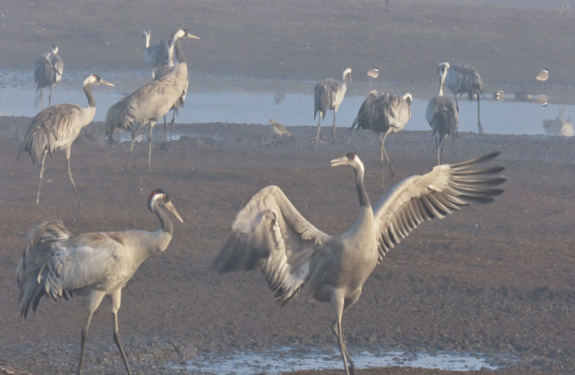 Migratory cranes are seen in Israel's Hula Valley (Illustrative). (photo credit: Inbar Shlomit Rubin, KKL-JNF)