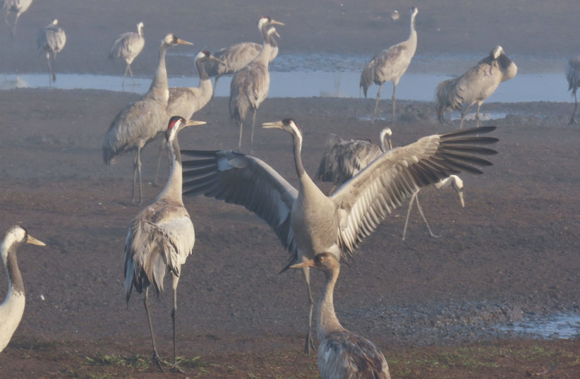  Migratory cranes are seen in Israel's Hula Valley (Illustrative). (credit: Inbar Shlomit Rubin, KKL-JNF)