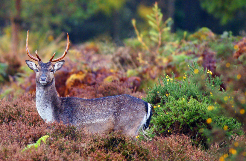  Fallow Deer, Forest of Dean (photo credit: Wikimedia Commons)