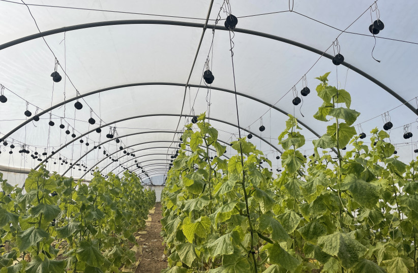  ISRAELI COMPANIES are at the forefront of the agricultural technology revolution. (photo credit: Troy Fritzhand)