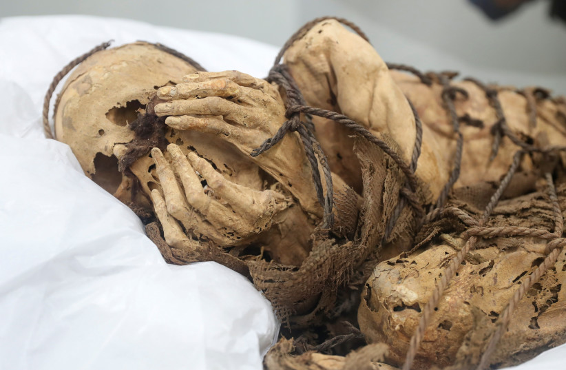  The pre-Inca Mummy of Cajamarquilla, presumed to be between 800 and 1200 years old, is exhibited at the Universidad Mayor de San Marcos, in Lima, Peru December 7, 2021. (credit: REUTERS/Sebastian Castaneda)