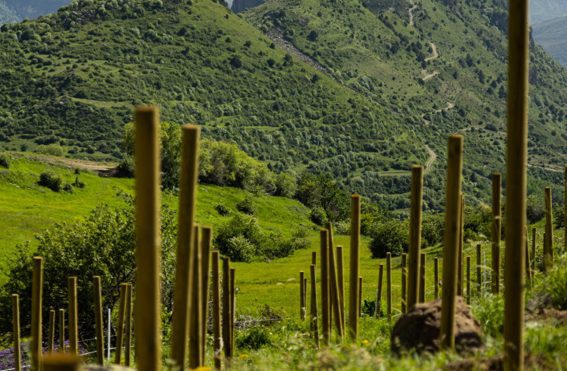  This photo shows an organic vineyard in Artabuynq of Armenia (credit: Kristine Margaryan)