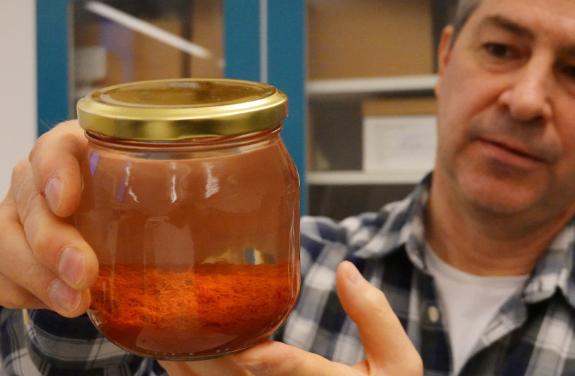 Researcher Brendan Foley holds up a jar containing saffron preserved in water, part of a cache of unusually well preserved spices and foodstuffs found on the wreck of the Gribshunden, in his laboratory in Lund University, Denmark, March 2, 2023. (credit: TOM LITTLE/REUTERS)