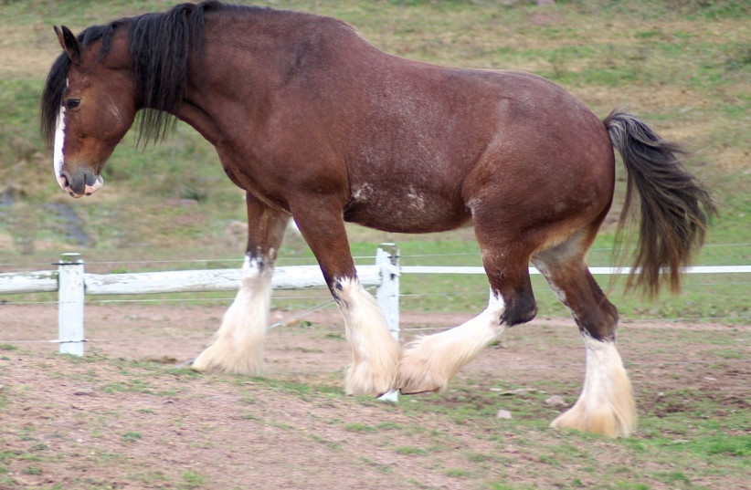  A Clydesdale horse. How many of these does it take to make up the diameter of an asteroid? (Illustrative) (credit: Wikimedia Commons)